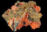 Bright Orange Crocoite Crystal Cluster - Tasmania #106803-1